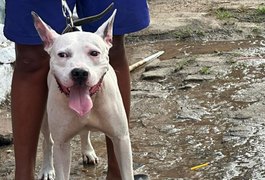 Menor é flagrado conduzindo pitbull sem focinheira e responsável é autuado em Arapiraca