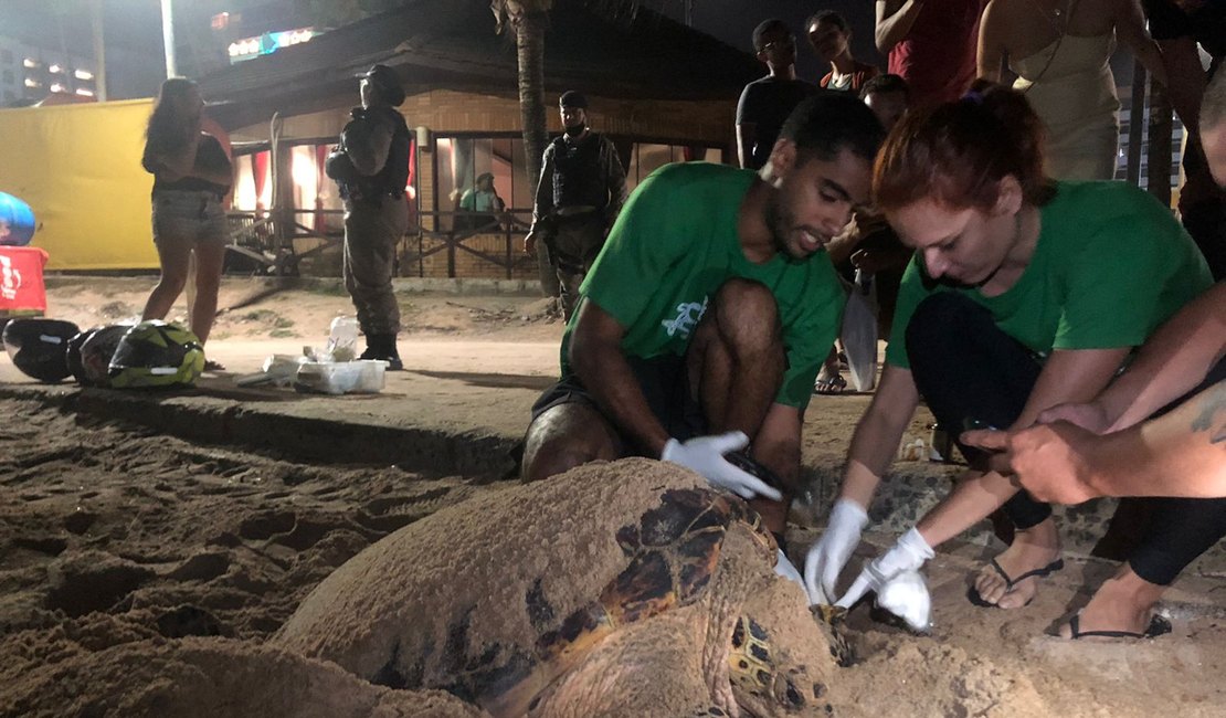 Tartaruga marinha faz desova em praia que nasceu há 30 anos, em Maceió