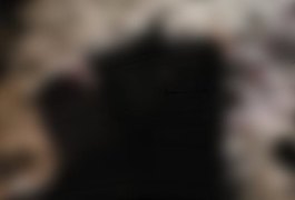 Idoso morre em acidente entre bicicleta e moto na zona rural de Campo Grande (AL)