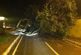 Chuva forte derruba árvore e atrapalha trânsito na Av. do Futuro em Arapiraca