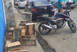121 pássaros silvestres são resgatados de cativeiro e policial militar é agredida por suspeito