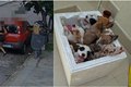 Mulher é flagrada abandonando sete filhotes de cachorro em Belo Horizonte