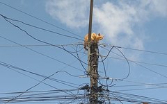 Gato em poste no bairro Planalto, em Arapiraca