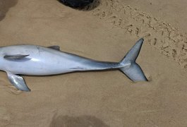 Boto-cinza é encontrado morto com 'bico' machucado na Praia do Francês