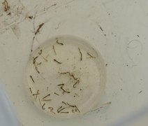 Alagoas registra redução de 26,8% nos casos de dengue em 2025