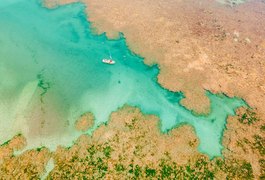 Projeto Corais de Alagoas chega a 500 corais em cultivo no mar do estado