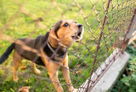 Vereadores aprovam lei que proíbe cachorro de latir