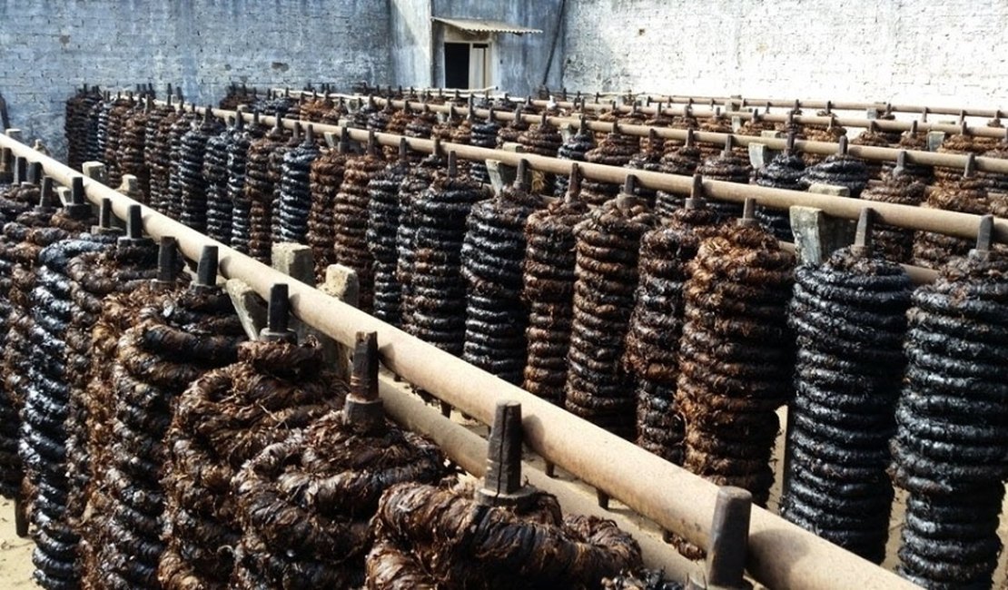 Fumicultura colocou Arapiraca no mapa do progresso