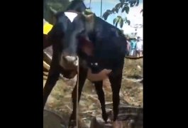 Vídeo. Boi cai em poço e é resgatado pelo Corpo de Bombeiros na zona rural de Feira Grande