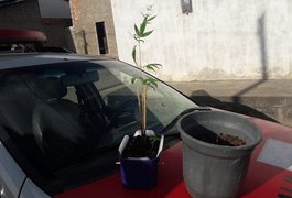 Polícia prende suspeito de participação em homicídio de PM e apreende pés de maconha