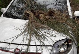 Polícia localiza, em Limoeiro de Anadia, carro roubado em Arapiraca