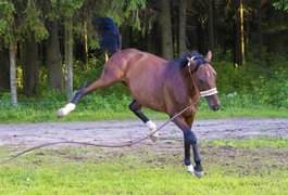 Homem é socorrido após levar coice de cavalo nas pernas em Penedo