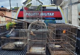 Polícia Ambiental apreende cerca de 200 animais silvestres no interior de Alagoas