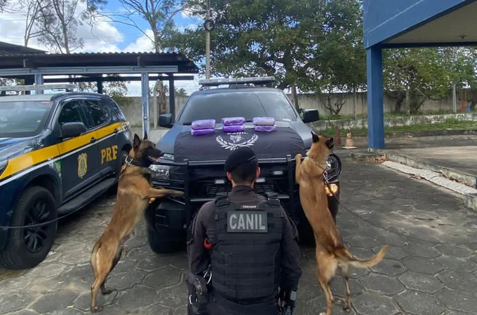 Cão farejador da PM localiza 6kg de skunk em ônibus na BR-101, em São Sebastião