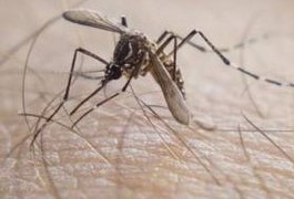 AL tem menor percentual do NE em casos confirmados de zika vírus