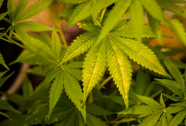 Cearense com insônia descobre 'cura' na maconha e consegue autorização para cultivar a planta