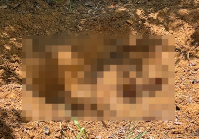 Corpo em estado avançado de decomposição é encontrado em cova rasa em São Miguel dos Milagres