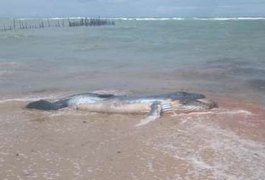 Filhote de baleia jubarte é encontrado morto na praia de Garça Torta, em Maceió