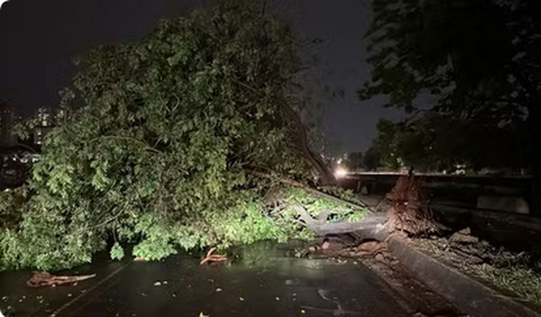 Temporal mata pessoa após queda de árvore e bairros ficam sem energia elétrica em SP