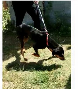 Cão desnutrido é resgatado em terreno por guarnição da Polícia Militar, em Arapiraca
