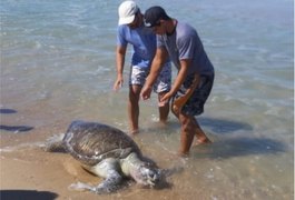 Ceará já contabiliza 23 tartarugas mortas após surgimento de manchas de óleo