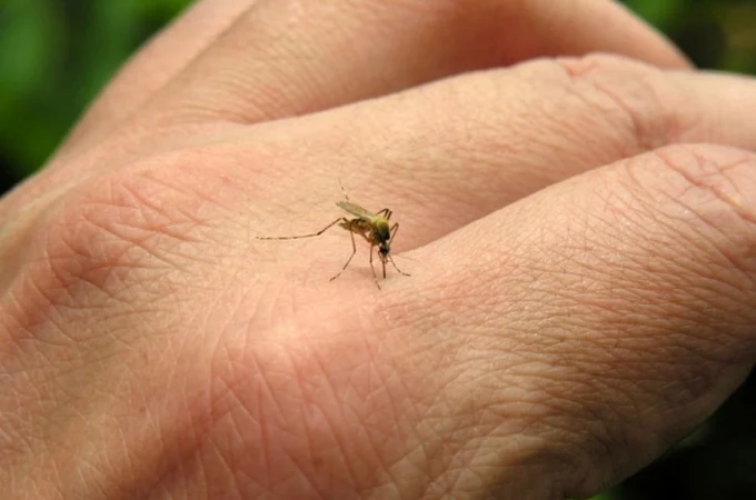 Recém-nascida de 18 dias morre com suspeita de chikungunya em São Miguel dos Campos