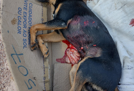 VÍDEO: Pitbull solto em rua do bairro Cavaco ataca e mata pinscher que estava com criança