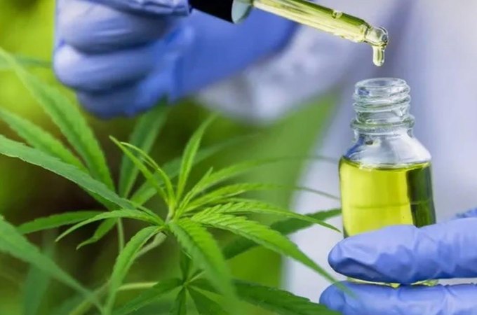 Associação Regenera Obtém Autorização Judicial para Cultivo de Cannabis Medicinal em Alagoas