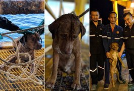 Cão chega a nado em plataforma de petróleo a 220 km da costa