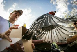 FPI do São Francisco realiza a soltura de 370 animais silvestres resgatados durante operações