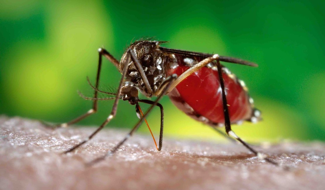 Zika: mulher pode ter risco maior de infecção