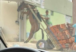 Burro fica suspenso em carroça com excesso de peso em Juazeiro do Norte