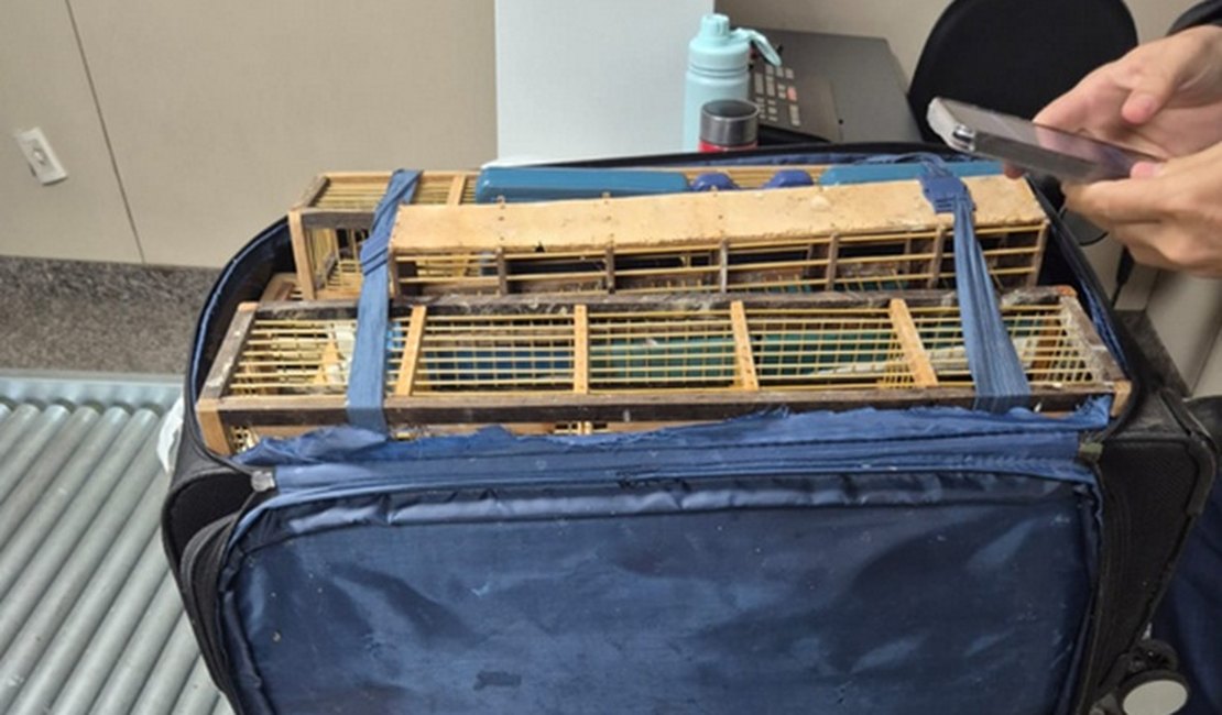 Ação integrada da PCAL e Polícia Federal apreendem 42 aves silvestres em bagagem no Aeroporto de Rio Largo
