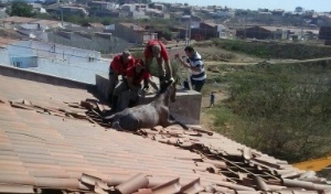 Cavalo 'erra' caminho e cai em telhado de uma residência na Paraíba