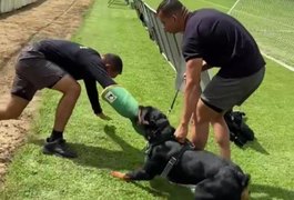 Para reforçar segurança durante jogos, 3º Batalhão realiza treinamento com cães no Estádio Coaracy da Mata Fonseca em Arapiraca