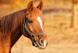 Cavalo morre após cair em fossa com cerca de três metros de profundidade em Maceió