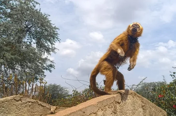 Ameaçado de extinção, Macaco-prego-galego é resgatado pela FPI no Sertão alagoano