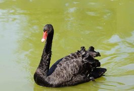 Cisne negro testou positivo para gripe aviária em MG