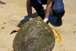 Tartaruga-cabeçuda é resgatada após encalhar na Praia do Saco, em Marechal Deodoro