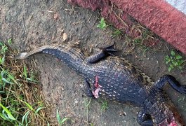 Jacaré é encontrado morto nas proximidades do Riacho Piauí, em Arapiraca