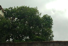 Jovem sobe em árvore e ameaça cometer suicídio em Arapiraca