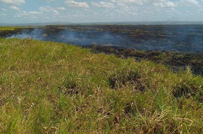 VÍDEO: Foto atinge extensa área de vegetação em Limoeiro de Anadia