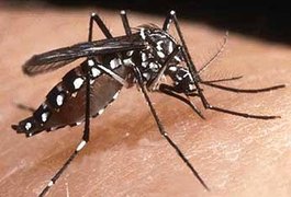 Pesquisa comprova eficácia de óleos de orégano e cravo no combate ao Aedes