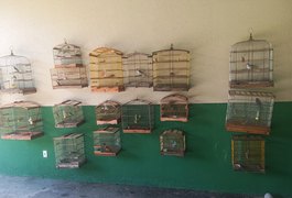 Polícia Militar resgata 36 aves silvestres em cativeiros ilegais