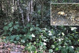 Ossada humana é encontrada em mata de Marechal Deodoro