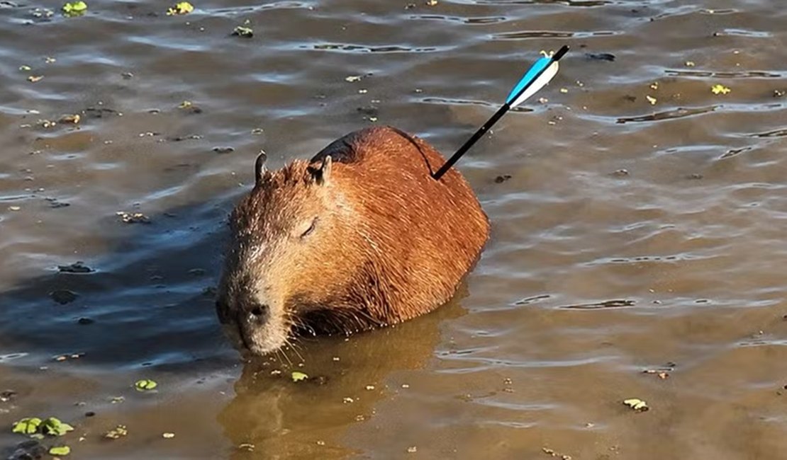 Capivara atingida por flecha morre após ser resgatada em represa de São Paulo