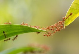 Formigas conseguem ajudar no diagnóstico de câncer, aponta estudo