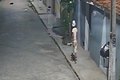 Câmera flagra jovem pulando muro de residência para furtar bicicleta em Arapiraca