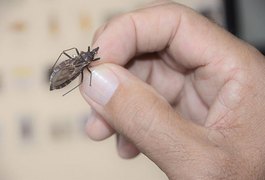 Alagoas tem registro de Doença de Chagas em 54 dos 102 municípios