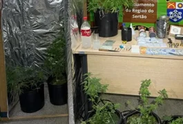 PM encontra estufa artesanal de maconha em residência e prende jovem de 24 anos, em Delmiro
